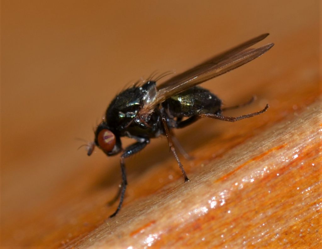 Dittero da identificare: Ulidiidae?  No, Lauxaniidae: Calliopum sp.  -  da confermare...
